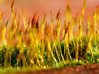 Grass yellow stems green leaves - moss free wallpaper