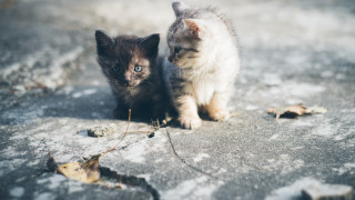 Kittens snow winter sad look - a sad look free wallpaper