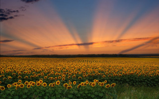 Sunflowers sunset clouds crepuscular rays - crepuscular free wallpaper