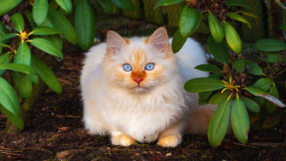 White cat blue eyes bush - green leaf free wallpaper