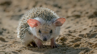 Small hedgehog beach sand surreal - food free wallpaper