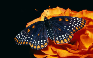 Butterfly flower orange embers fire - a butterfly free wallpaper for desktop