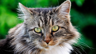 Cat green eyes blurry background 2 - the background and bushes free wallpaper for desktop