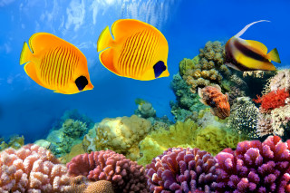 Yellow fish coral reef ocean 2 - ernst haeckel free wallpaper