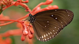 Butterfly on flower red background - the background and a blurry background behind free wallpaper for desktop