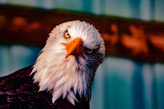 Bald eagle red beak white - a bald eagle free wallpaper