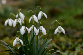 White flowers mossy ground butterfly - green stem free wallpaper for desktop
