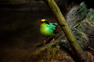 Small bird rock stick green - a black beak free wallpaper
