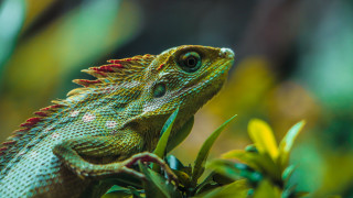 Green lizard branch leaves flowers - a green lizard free wallpaper for desktop