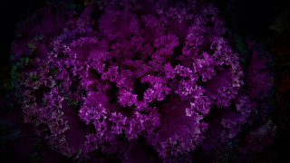 Purple flower leaves branch bloom - adobe lightroom free wallpaper