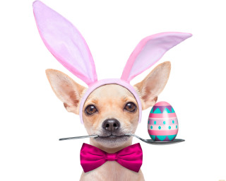 Chihuahua bunny ears pink bow - the other hand free wallpaper for desktop