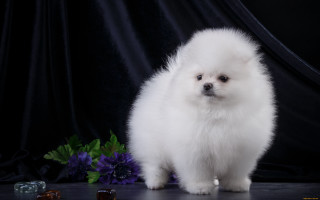 Small white dog purple hydrangea - a small white dog free wallpaper