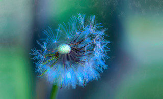 Dandelion macro glowing night fireworks - macro art free wallpaper