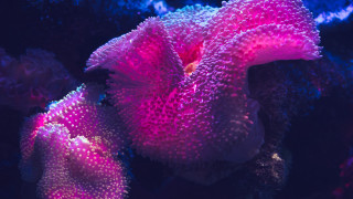 Coral fluorescent galaxy aurora night - coral free wallpaper