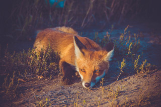 Fox woods grass weeds night - food free wallpaper