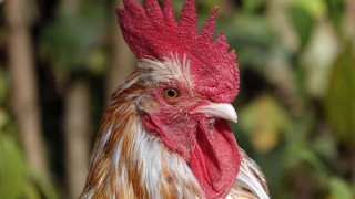 Rooster red comb white face - ultra high definition free wallpaper