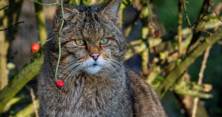 Cat tree berries sad bokeh - berry free wallpaper for desktop