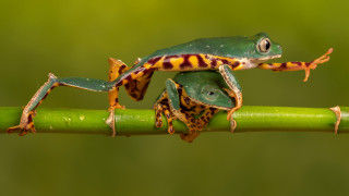 Frog striped green stem macro - a green background and a blurry background free wallpaper