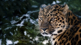 Snow leopard forest christmas nature - daryush shokof free wallpaper for desktop