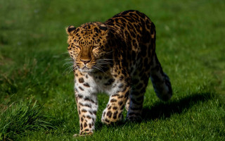 Leopard green field sunny nature - free cats wallpaper