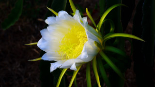 White yellow flower green stems - a dark background behind free wallpaper