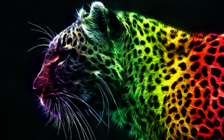 Colorful leopard black background rainbow - a black background free wallpaper for desktop