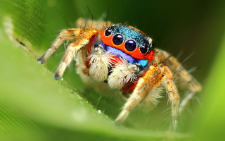Colorful spider blue orange red - adam szentpétery free wallpaper for desktop