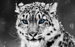 Snow leopard blue eyes snow 5 - face and head free wallpaper for desktop