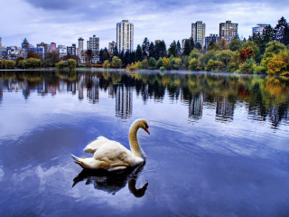 Swan lake city clouds ecological - alexander johnston free wallpaper