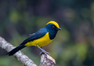 Yellow blue bird forest bokeh - aquirax uno free wallpaper