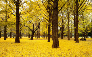 Autumn park bench trees leaves - choi buk free wallpaper