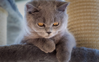 Sad cat sitting cat tree 2 - boleslaw cybi free wallpaper