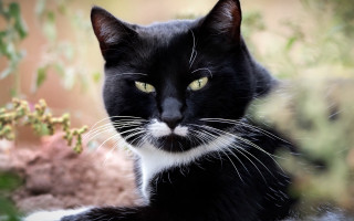 Black white cat yellow eyes 10 - harlem renaissance free wallpaper