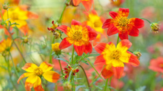 Flower field summer vibrancy blurry - summer vibrancy free wallpaper