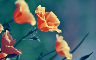 Orange flowers blurry background macro - a blurry background of them free wallpaper
