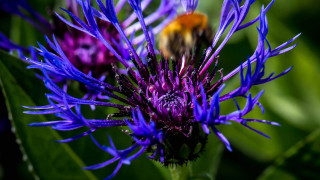 Bee purple flower green background 2 - a bee free wallpaper