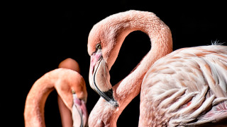 Flamingos eye focus open mouth - a black background behind them free wallpaper