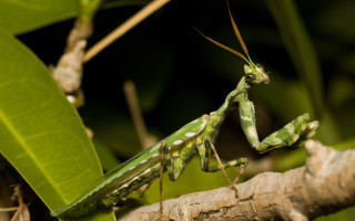Praying mantis branch leaves green - a. hoffmann free wallpaper