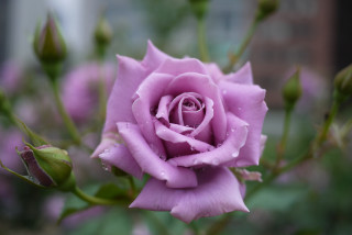 Pink rose water drops macro - canon 5 0 mm free wallpaper for desktop