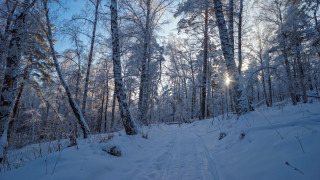 Snowy forest path sunlight winter 3 - a path free wallpaper