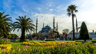 Blue dome palm garden city - a garden area free wallpaper for desktop