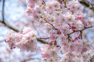 Pink flower cherry blossoms macro 4 - boetius adamsz bolswert free wallpaper for desktop