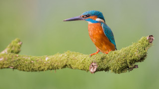 Colorful bird perched moss branch - colin moss free wallpaper