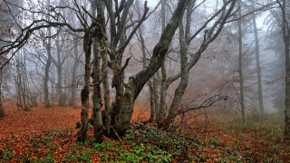 Foggy forest autumn leaves nature - andrew geddes free wallpaper for desktop
