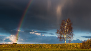 Rainbow sky field tree hill - free rain wallpaper for desktop