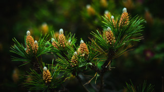 Pine cones closeup nature bokeh 2 - branch and a blurry background free wallpaper