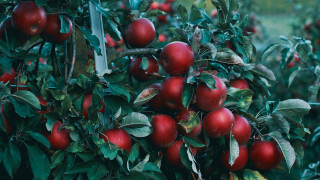Apples branch fall vibrant nature - fall vibrancy free wallpaper for desktop