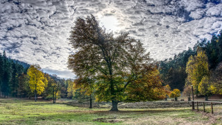 Bare tree fence field cloudy - barthel bruyn free wallpaper