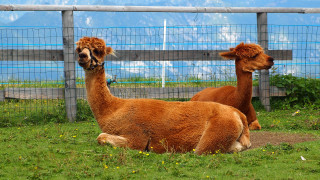 Llamas fenced mountain sky puzzle - a fenced in area free wallpaper