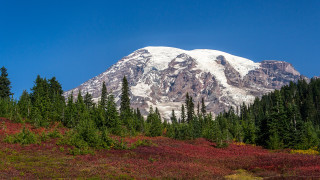 Snowy mountain forest blue sky 2 - tree and shrubs free wallpaper